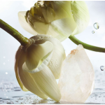 Bvlgari Rain Essence Edp Erkek Parfüm 100 Ml - Görsel 3